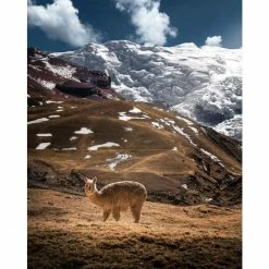 Elvang Denmark Elvang Blocks Decke Aus Baby-Alpakawolle - 130x190 Cm - Camel/grey -David Fussenegger Shop unnamed file 1477