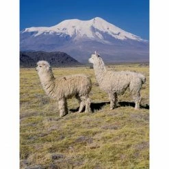 Elvang Denmark Elvang Check Decke Aus Baby-Alpakawolle - 130x190 Cm - Green/light Green -David Fussenegger Shop unnamed file 1490